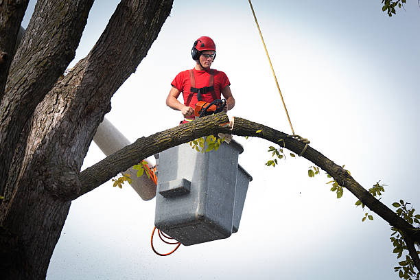 Professional Tree Care Services in Tubac, AZ