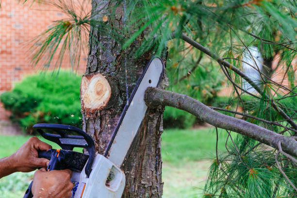 How Our Tree Care Process Works  in  Tubac, AZ